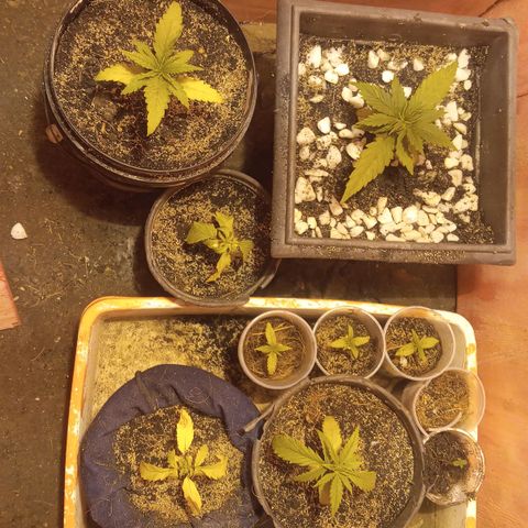 Prenseed #2 growlog timeline photo