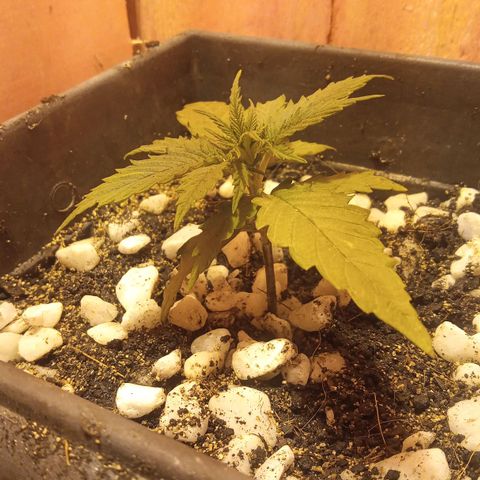 Prenseed #2 growlog timeline photo