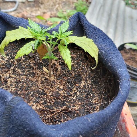 Prenseed #2 growlog photo: 6h de outdoor