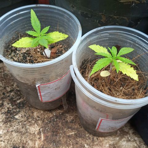 Prenseed #2 growlog photo: 6h de outdoor