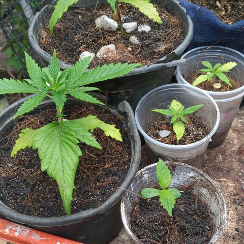 Prenseed #2 growlog photo: 6h de outdoor
