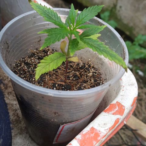 Prenseed #2 growlog photo: 6h de outdoor