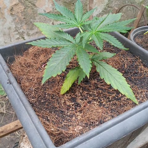 Prenseed #2 growlog photo: 6h de outdoor