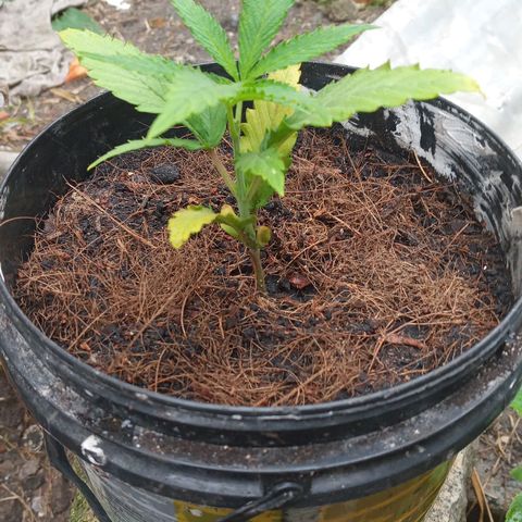 Prenseed #2 growlog photo: 6h de outdoor