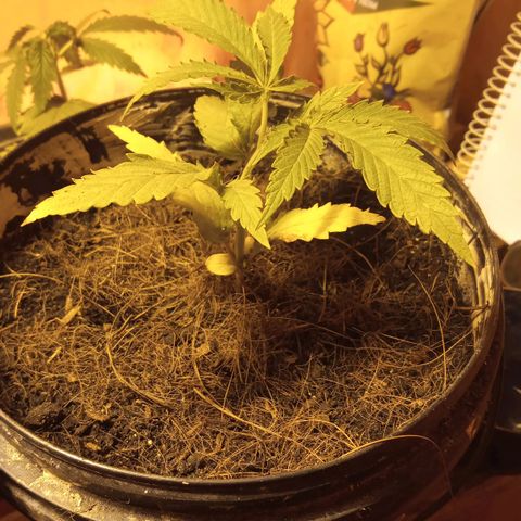 Prenseed #2 growlog timeline photo