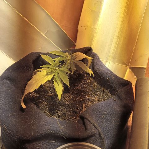 Prenseed #2 growlog timeline photo