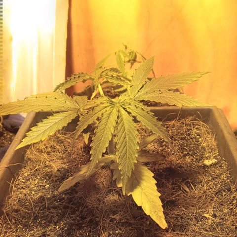 Prenseed #2 growlog timeline photo