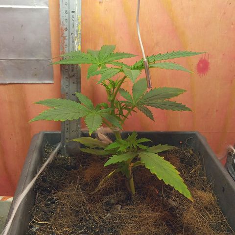 Prenseed #2 growlog timeline photo