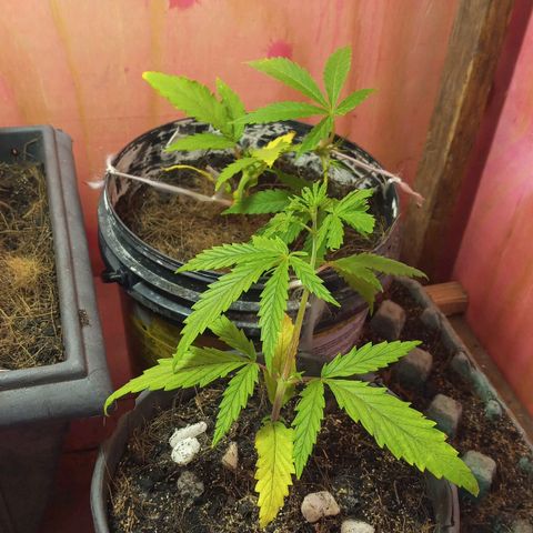 Prenseed #2 growlog timeline photo