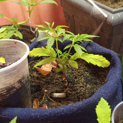 Prenseed #2 growlog timeline photo