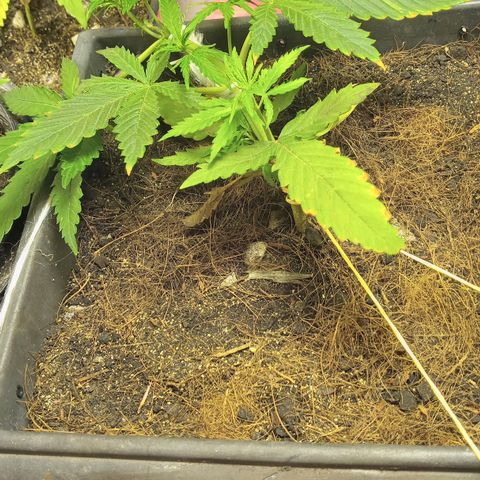 Prenseed #2 growlog timeline photo