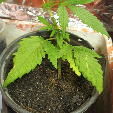 Prenseed #2 growlog timeline photo