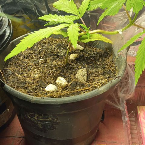 Prenseed #2 growlog timeline photo
