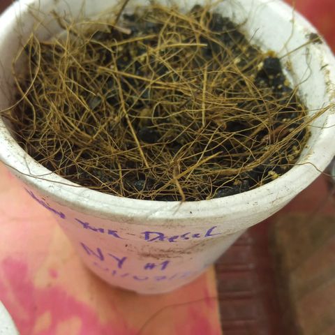 New York Diesel #1 growlog timeline photo