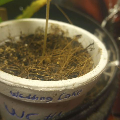 Wedding Cake #1 growlog timeline photo