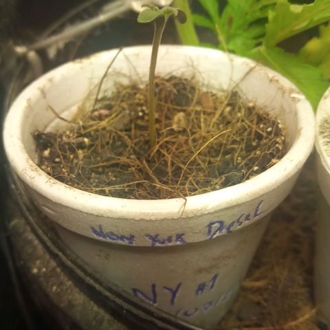 New York Diesel #1 growlog timeline photo