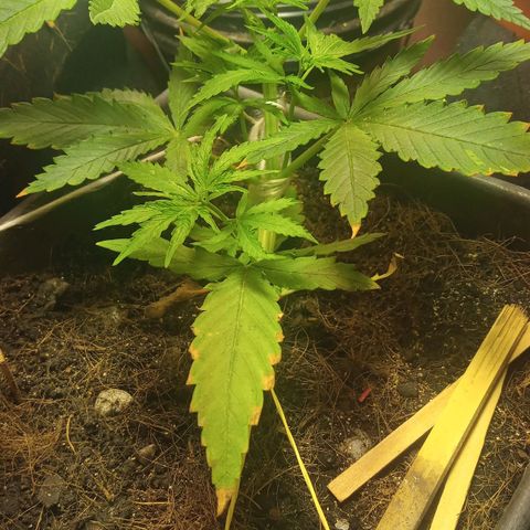 Prenseed #2 growlog timeline photo