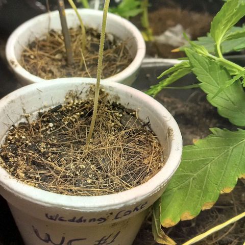 Wedding Cake #1 growlog photo: 35cm from light