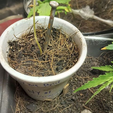 New York Diesel #1 growlog timeline photo