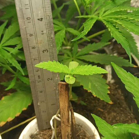 New York Diesel #1 growlog timeline photo