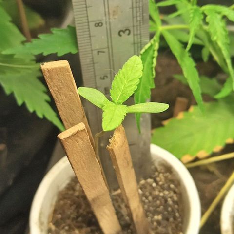 Wedding Cake #1 growlog timeline photo