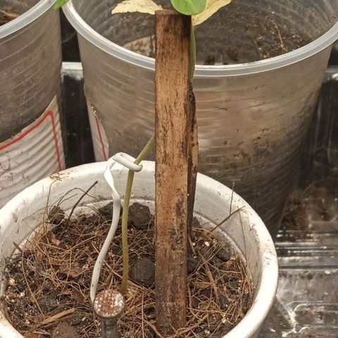 New York Diesel #1 growlog photo: Luz nova hoje