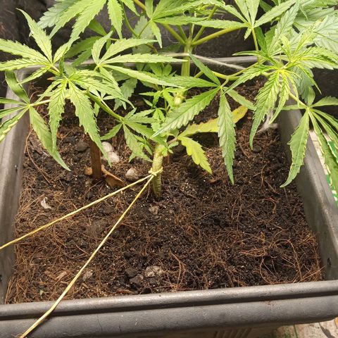 Prenseed #2 growlog photo: Luz nova hoje