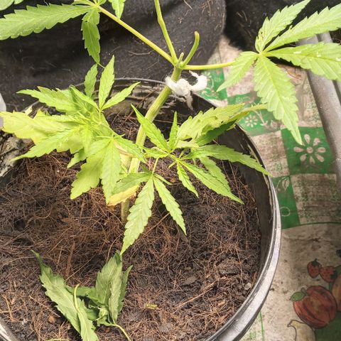 Prenseed #2 growlog photo: Luz nova hoje