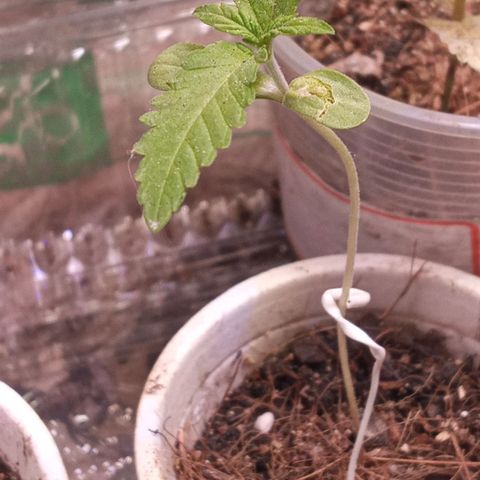 New York Diesel #1 growlog timeline photo