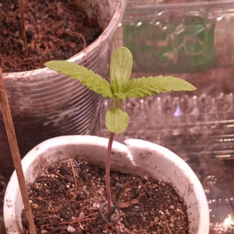 Wedding Cake #1 growlog timeline photo