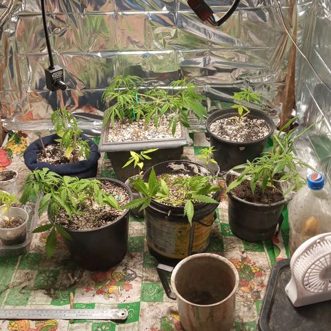 Prenseed #2 growlog photo: Braços novos com 4cm