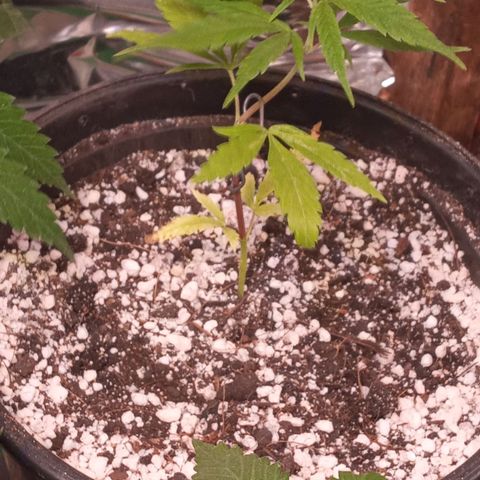Prenseed #2 growlog photo: Braços novos com 4cm