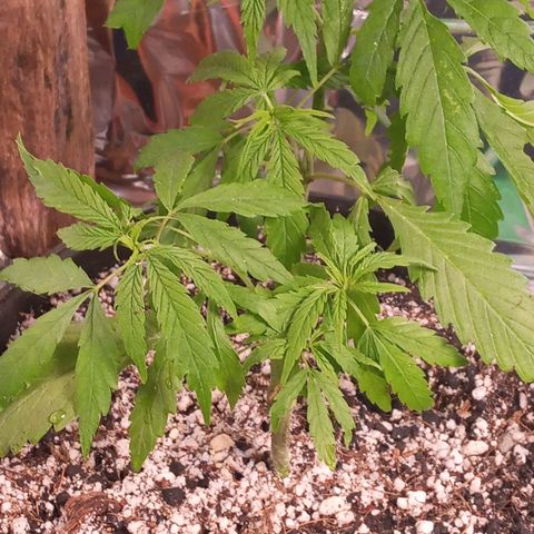 Prenseed #2 growlog photo: Braços novos com 4cm