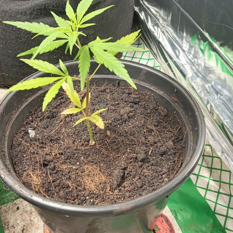 Prenseed #2 growlog photo: Braços novos com 4cm
