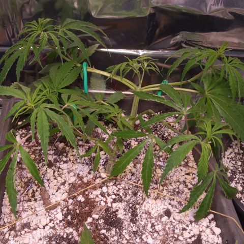 Prenseed #2 growlog photo: Braços novos com 4cm