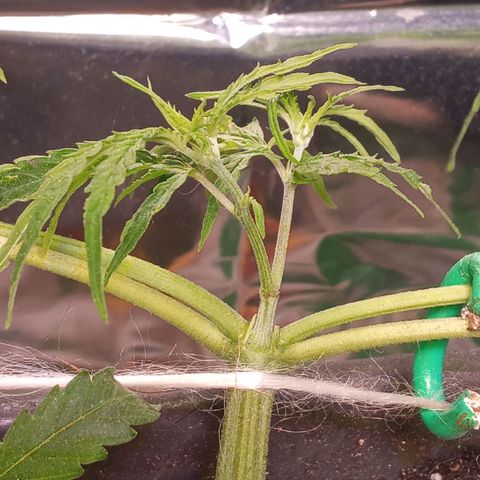 Prenseed #2 growlog photo: Braços novos com 4cm