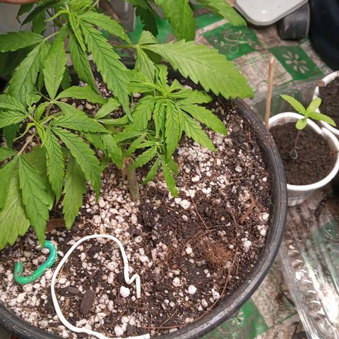 Prenseed #2 growlog timeline photo