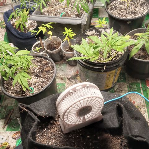 Prenseed #2 growlog timeline photo