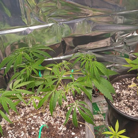 Prenseed #2 growlog timeline photo