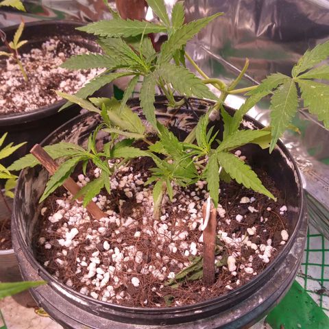 Prenseed #2 growlog timeline photo