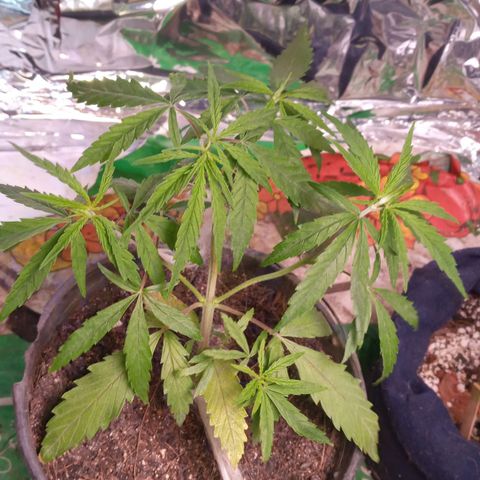 Prenseed #2 growlog timeline photo