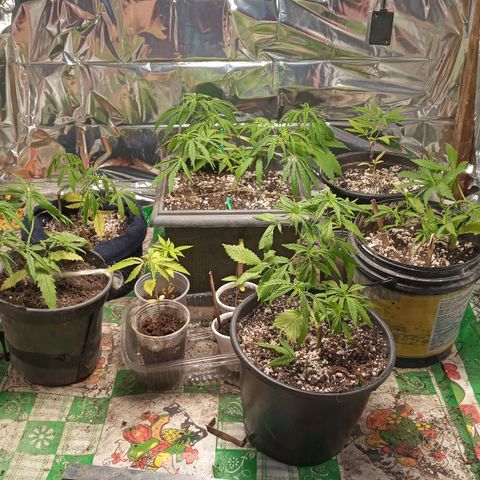Prenseed #2 growlog timeline photo