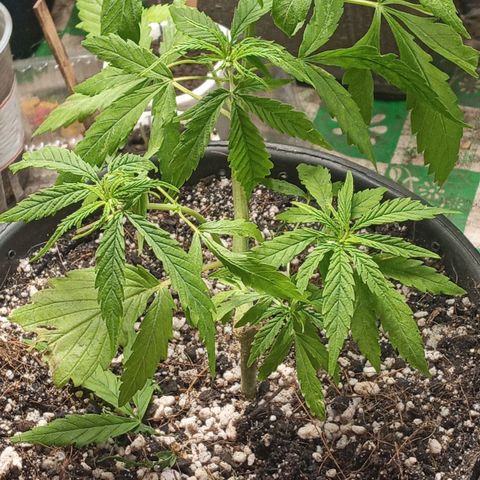 Prenseed #2 growlog timeline photo