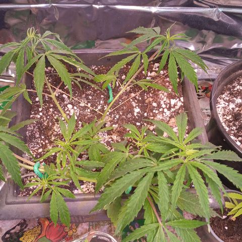 Prenseed #2 growlog timeline photo