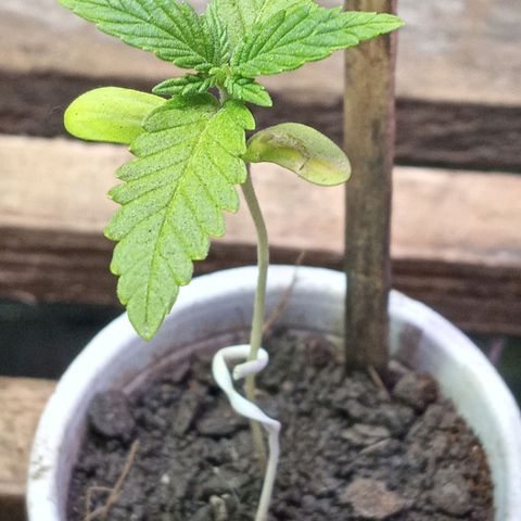New York Diesel #1 growlog timeline photo