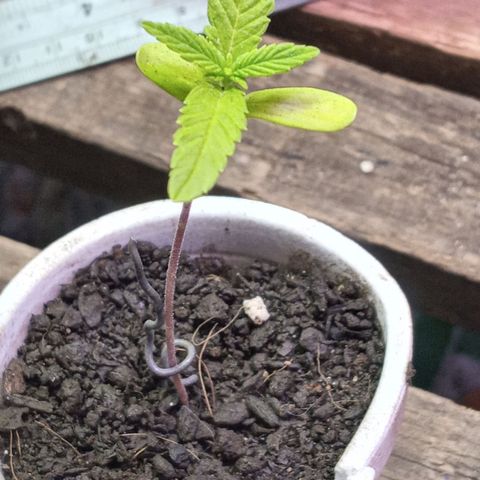 Wedding Cake #1 growlog timeline photo