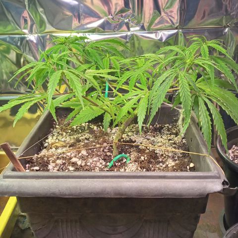 Prenseed #2 growlog timeline photo