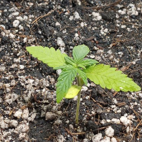New York Diesel #1 growlog photo: Transplante