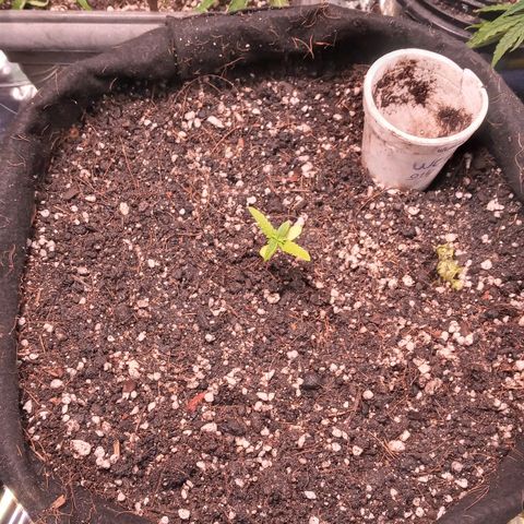 Wedding Cake #1 growlog photo: Transplante