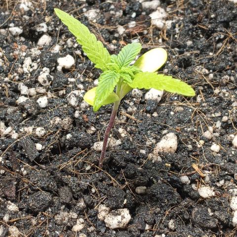 Wedding Cake #1 growlog photo: Transplante